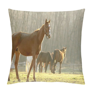 Personality  Horse In The Field At Dawn Pillow Covers