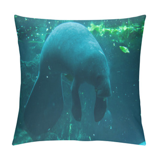 Personality  Antillean Manatee (Trichechus Manatus) Pillow Covers