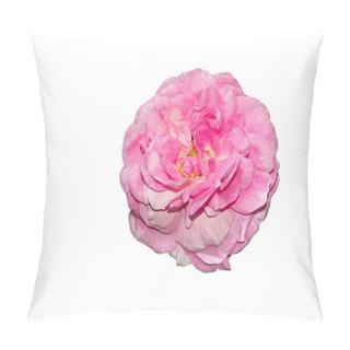 Personality  Pink Old Garden Rose Isolated On White Background Pillow Covers