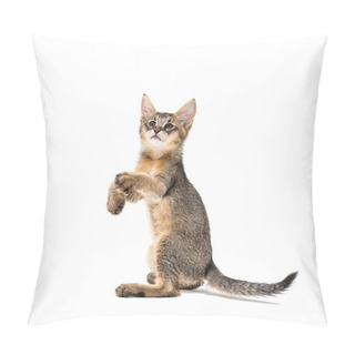 Personality  Chausie F1 Kitten Jungle Cat Hybrid Pillow Covers