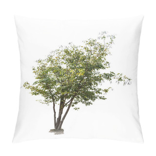 Personality  Tree Isolated On White Background Pillow Covers