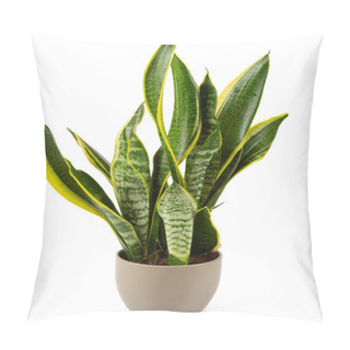Personality  Sansevieria Trifasciata Isolated On White Background. Snake Plant Isolated On White Background. Pillow Covers