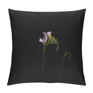 Personality  Violet Freesia Flowers On Stem Isolated On Black Pillow Covers