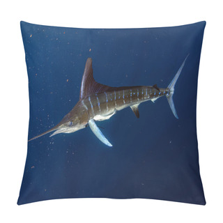 Personality  Striped Marlin And Sea Lion Hunting In Sardine Bait Ball In Pacific Ocean Pillow Covers