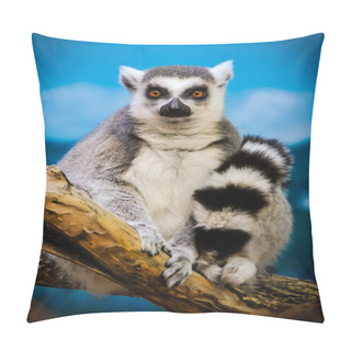 Personality  The Looking Lemur  Pillow Covers