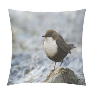 Personality  White-throated Dipper, River Bird Pillow Covers