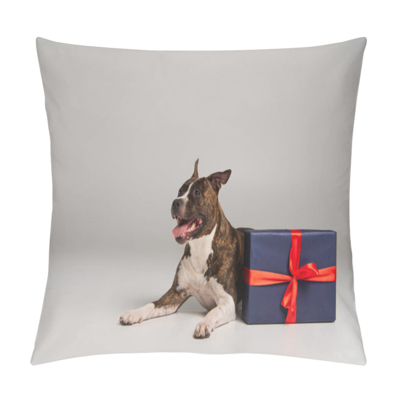 Personality  purebred staffordshire bull terrier lying near wrapped present of grey pillow covers