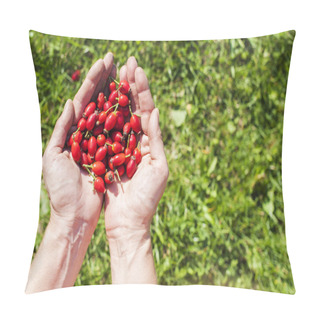 Personality  Rose Hip Fruit In The Hands Pillow Covers