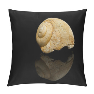 Personality  Snail Fossil Isolated On Black Background On Top View.  Pillow Covers