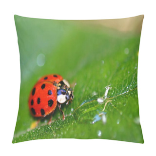 Personality  Lady Bug Pillow Covers