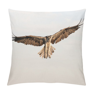 Personality  Osprey In Flight - Pandion Haliaetus Pillow Covers