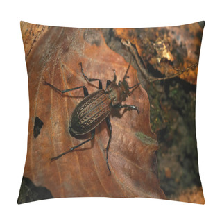Personality  Closeup On The Large Brown Granulated Carabid Beetle, Carabus Granulatus Walinkg Among Leaflitter Pillow Covers