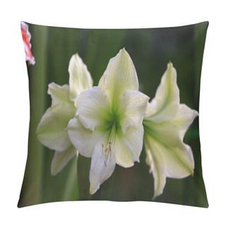 Personality  Colourful Tulip Shooting Up Close, Very Beautiful Pillow Covers