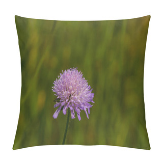 Personality  Close-up Of A Pink Colored Field Scabious Knautia Arvensis Blooming On A Green Meadow. Pillow Covers