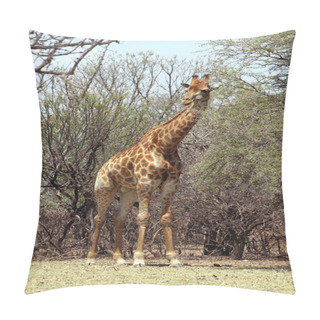 Personality  Strong Bodied Giraffe Standing Next To Trees Pillow Covers