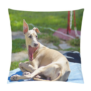 Personality  Italian Greyhound Pillow Covers