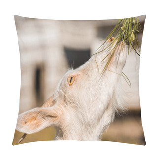 Personality  Selective Focus Of Adorable Goat Eating Grass At Farm  Pillow Covers