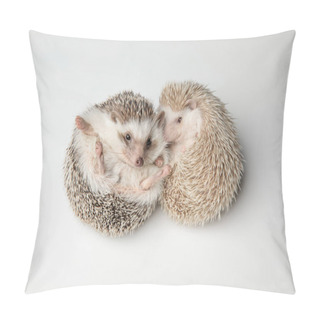 Personality  Cute African Dwarf Hedgehog Couple Resting On Back On White Background Pillow Covers