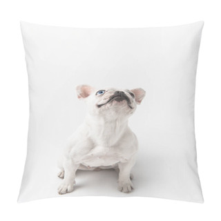 Personality  Adorable French Bulldog Puppy Sitting And Looking Up Isolated On White Pillow Covers