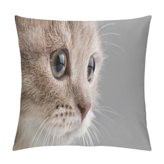 Personality  Kitten Pillow Covers