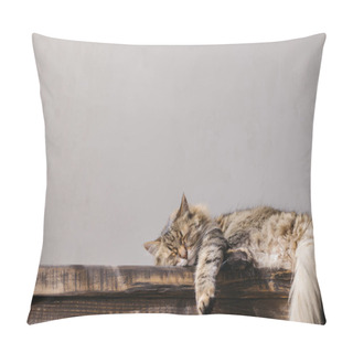 Personality  Cute Tabby Cat Sleeping On Wooden Bench. Adorable Cat Relaxing In Sunny Room. Tranquility And Peace Concept. Pet At Home. Animal Banner, Copy Space Pillow Covers