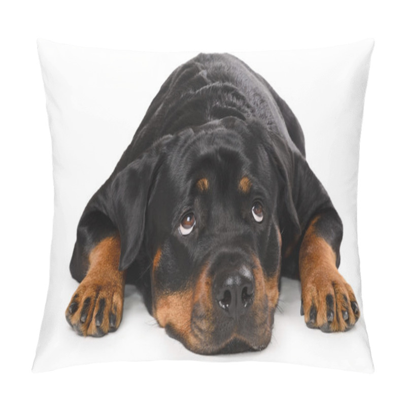 Personality  Portrait of young Rottweiler pillow covers