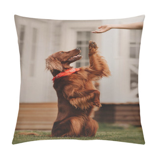 Personality  Irish Setter Dog Gives Paw Outdoors In Summer Pillow Covers