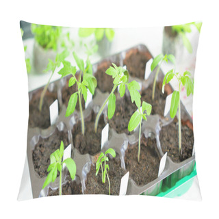 Personality  Tomato Seedlings Close-up Top View. Growing Tomato Seedlings In Plastic Cassettes Filled With Peat Or Coconut Substrates. The Use Of Labels To Mark The Varieties Of Cultivated Plants Pillow Covers