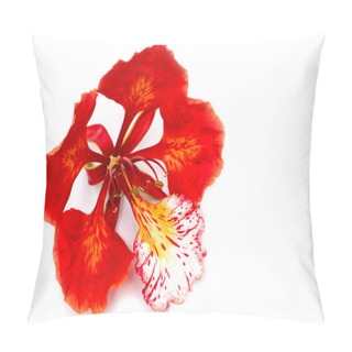 Personality  Flam-boyant, The Flame Tree, Royal Poinciana Isolated On White B Pillow Covers