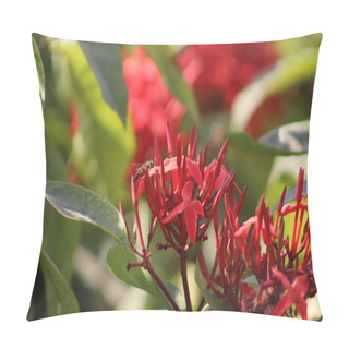 Personality  West Indian Jasmine Beautiful Closeup Flower With Green Leaves Pillow Covers