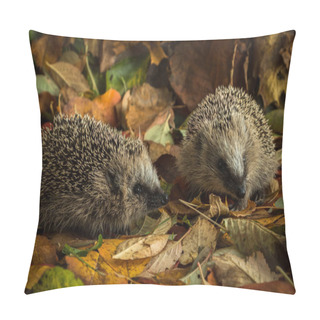 Personality  Two Young Hedgehogs In Autumn Leaves Pillow Covers