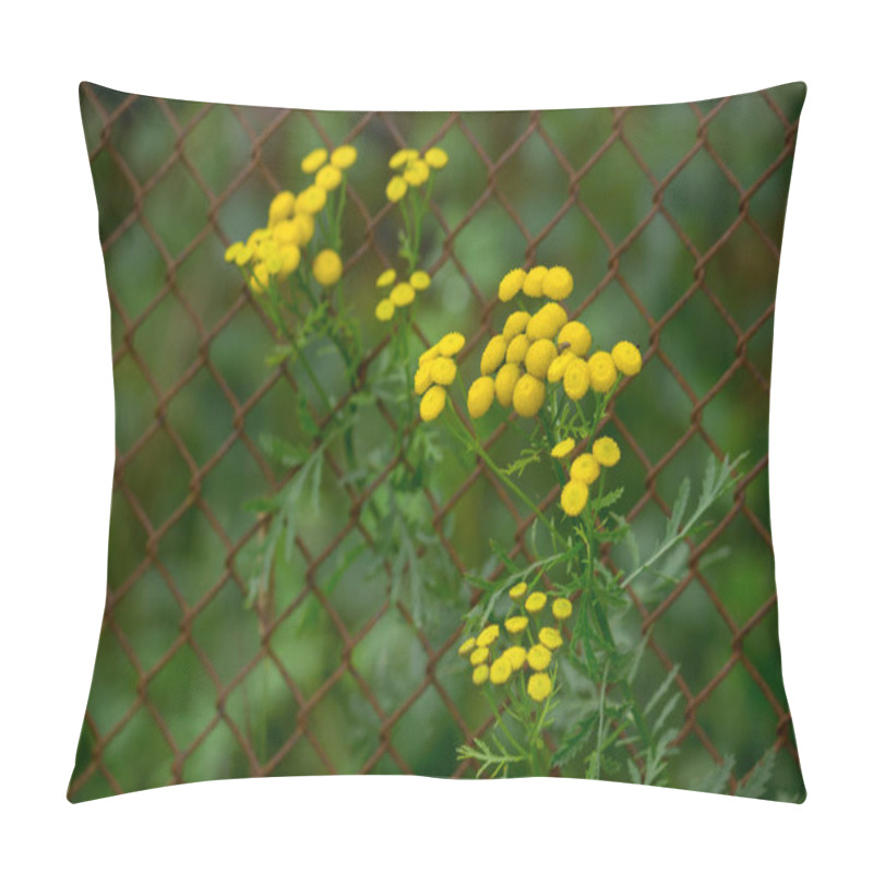 Personality  Common Tansy - A Plant With Yellow Flowers Is Used As An Insecticidal Agent Against Fleas And Flies. Repellent. Pillow Covers