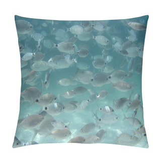 Personality  Fish In The Sea. A Flock Of Fish In The Sea. Underwater Shooting In The Aegean Sea. Beautiful Underwater World. Pillow Covers