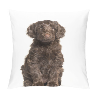 Personality  Australian Labradoodle, 2 Months Old, Sitting In Front Of White Pillow Covers