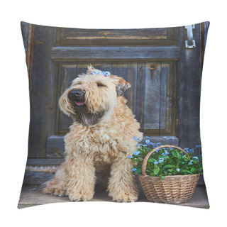 Personality  Portrait Of A Dog, An Irish Wheat Soft-coated Terrier, On A Wooden Porch Next To A Basket Full Of Forget-me-nots. Pillow Covers