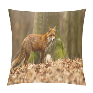 Personality  Beautiful Red Fox With Fluffy Fur Posing In The Dry Foliage In Beech Forest Pillow Covers