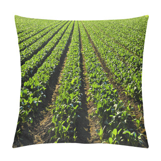 Personality  Rows Of Turnip Plants In A Cultivated Farmers Field Pillow Covers