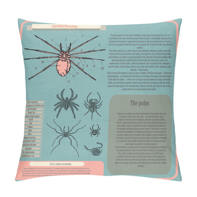 Personality  Archnids Physiology Infographic Vector Illustration   Pillow Covers
