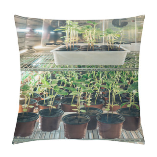 Personality  Selective Focus Of Potted Sprouts In Modern Agro Laboratory  Pillow Covers