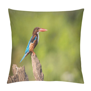 Personality  The White-throated Kingfisher, Halcyon Smyrnensis Is Sitting And Posing On The Stick, Amazing Picturesque Background, In The Morning During Sunrise, Waiting For Its Prey In Sri Lank Pillow Covers