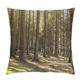 Personality  Scenic View Of Sunlight In Evergreen Forest  Pillow Covers