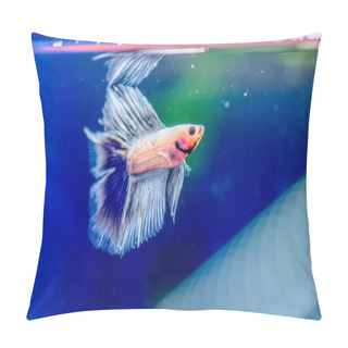 Personality  TheSiamese Fighting Fish(Betta Splendens), Also Known As Thebetta Pillow Covers