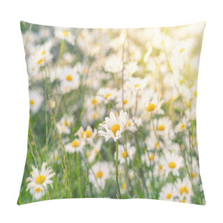Personality  Blooming White Daisy Field. Beautiful Nature Scene. Pillow Covers