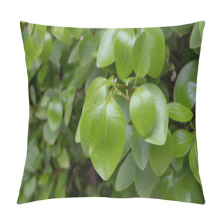 Personality  Griselinia Littoralis Or Kapuka Or New Zealand Broadleaf Branch With Apical Ovate Leaves. Pillow Covers