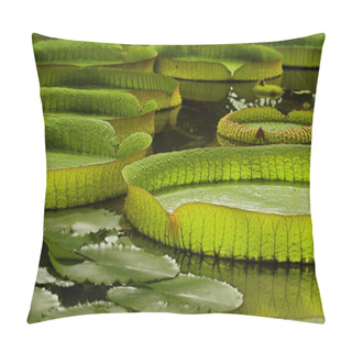Personality  Victoria Regia Pillow Covers