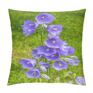 Personality  The Campanula Flowers. Pillow Covers