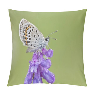Personality  Common Blue Butterfly Perched On A Flower Pillow Covers