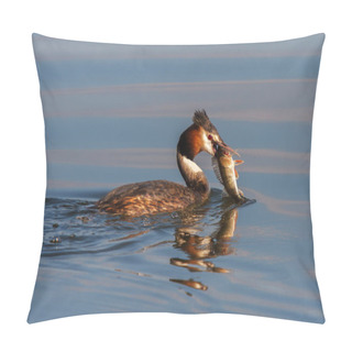 Personality  Great Crested Grebe With Caught Fish On Inland Lake Pillow Covers