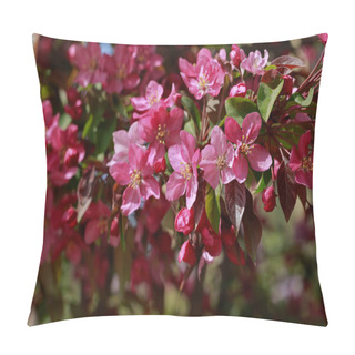 Personality  Chinese Flowering Crab-apple Blooming, Very Beautiful Pillow Covers