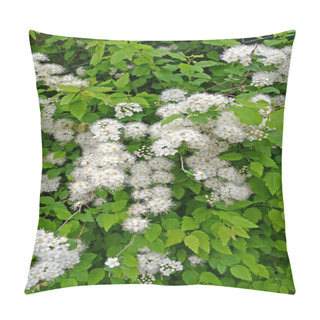 Personality  Spirea Dubravcolista (Spiraea Chamaedryfolia L.). Flowering Plant Pillow Covers
